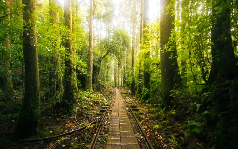 Stillness, Imperfection, and Spirit: The Japanese Philosophies Quietly Running Studio Ghibli